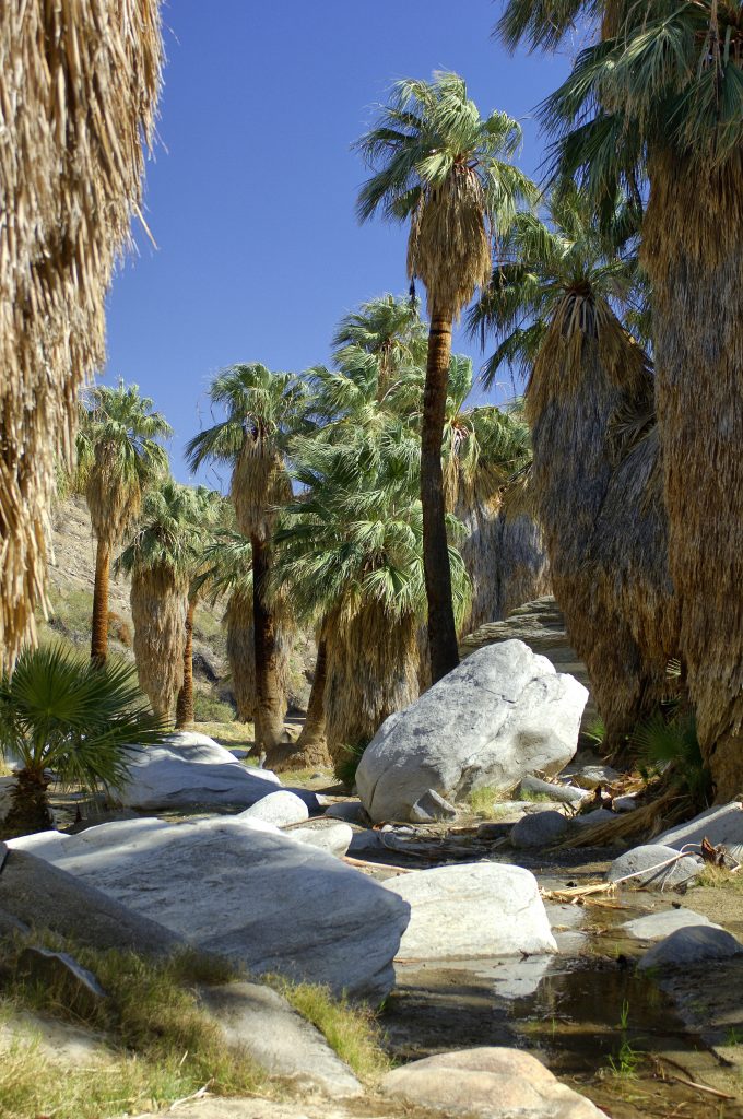 Tahquitz and Indian Canyons ﻿Palm Springs